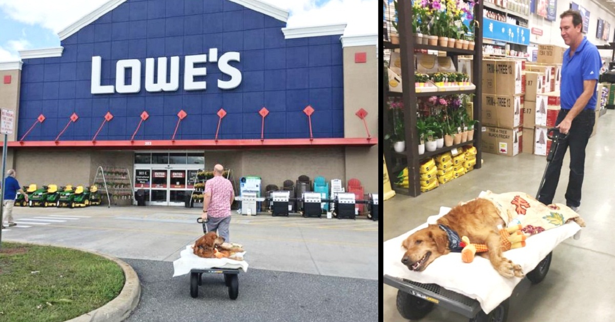 Lowe’s Employee Changes The Life Of Dying Rescue Dog With A Discounted Wagon