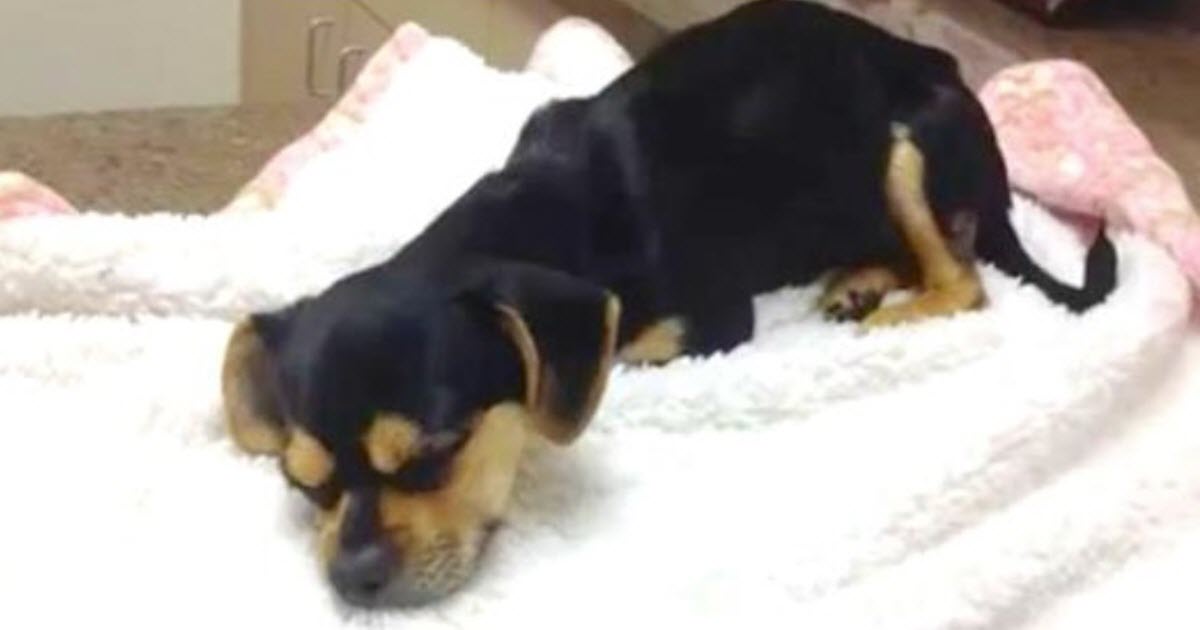 Tiny Dog Clings To Life After Being Sealed In A Tub And Tossed In A Dumpster