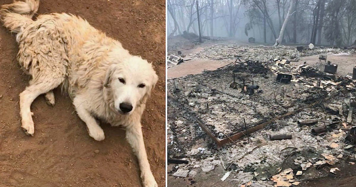 Goat-Herding Dog Refuses To Leave Flock Behind In Fire But Owner Finds Them Miraculously Alive