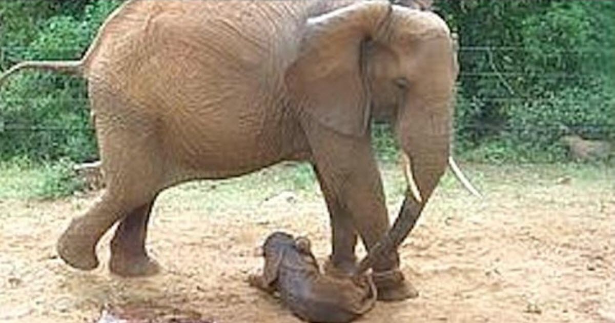 Ex-Orphan Elephant Returns To Give Birth To Her Second Baby