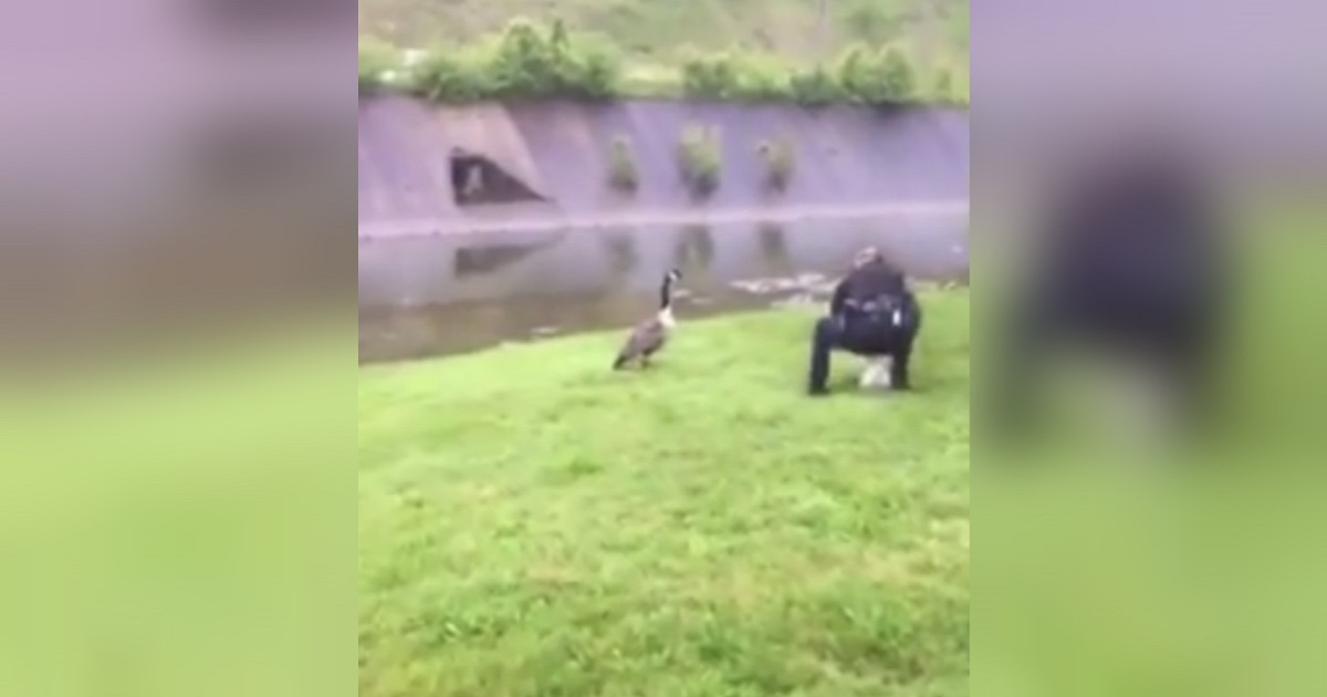 Frantic Mother Goose Chases Down 2 Cops, Then Leads Them To Baby Trapped By Balloon String