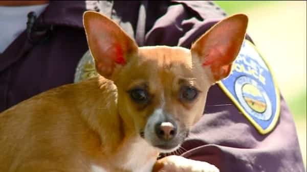 police officer adopts dog