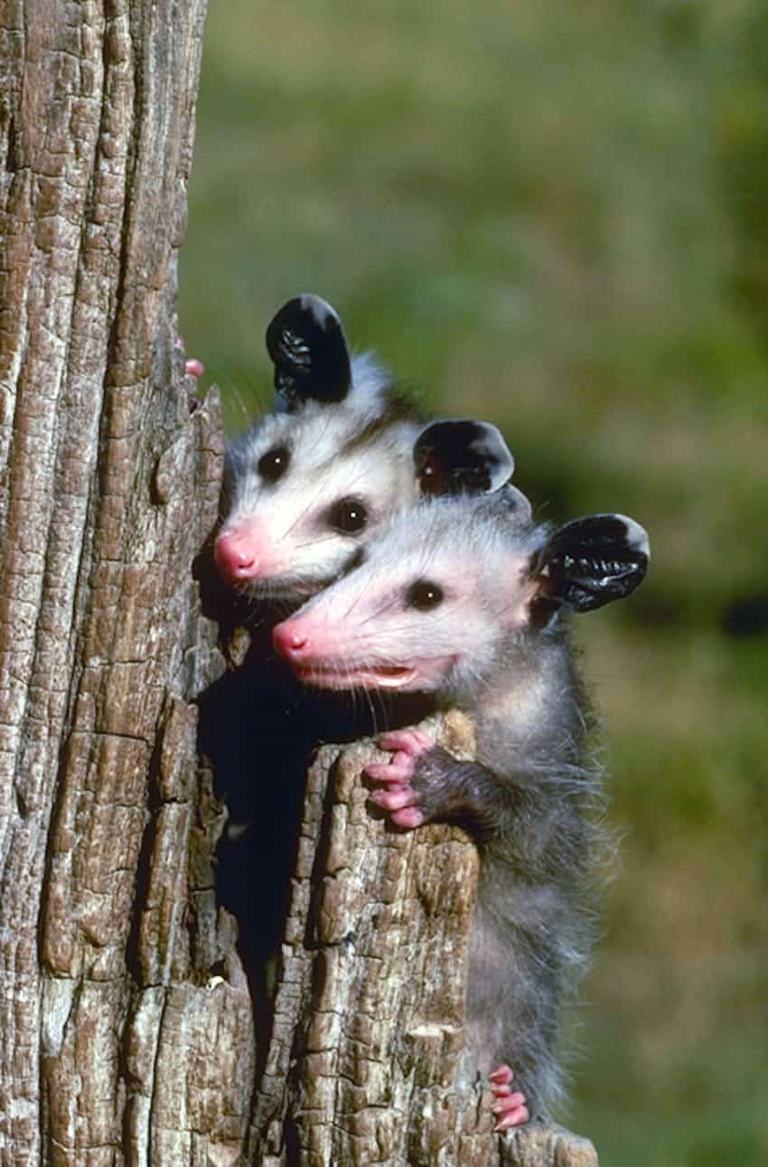 possum facts