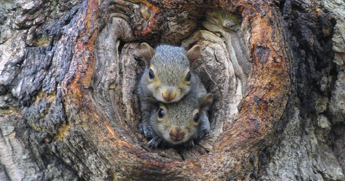 9 Reasons You Should Actually Love And Appreciate Squirrels