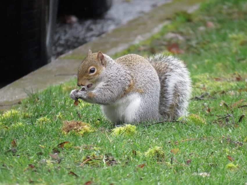 9 Reasons You Should Actually Love And Appreciate Squirrels