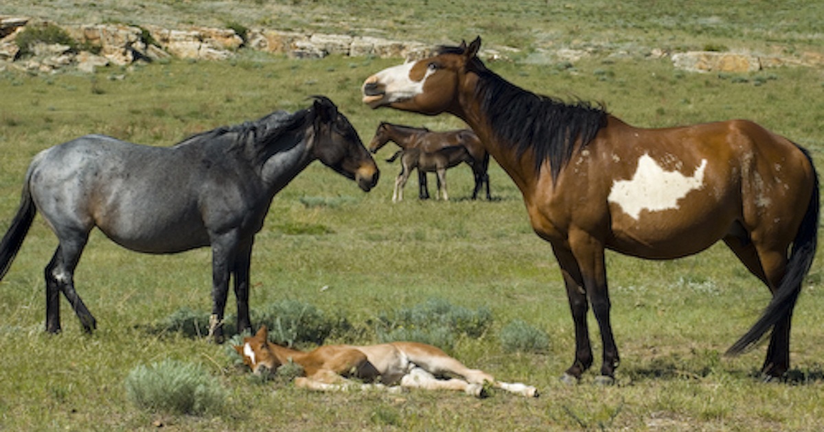 Old Cowboy Dedicates Life To Saving Wild Mustangs In America