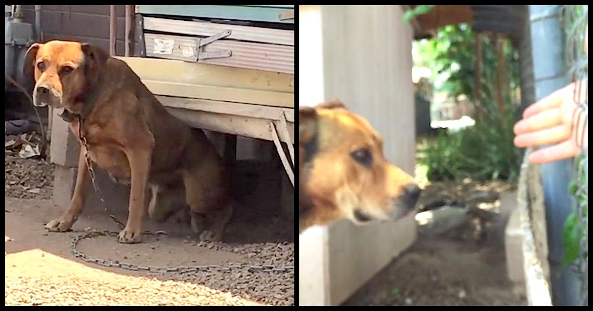 Owner Refuses To Unchain ‘Vicious’ Dog For 10 Years — Until A Neighbor Decides To Break Him Free