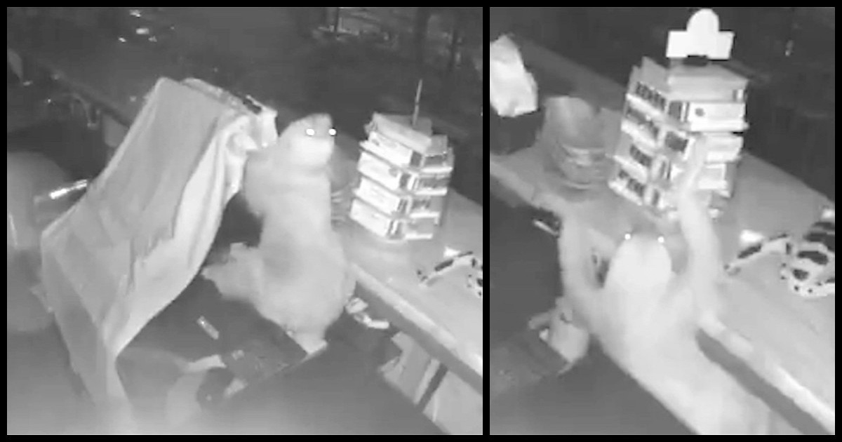 Security Camera Catches Sloth Breaking Into Cafe And Suffering Instant Karma Falling Face-First