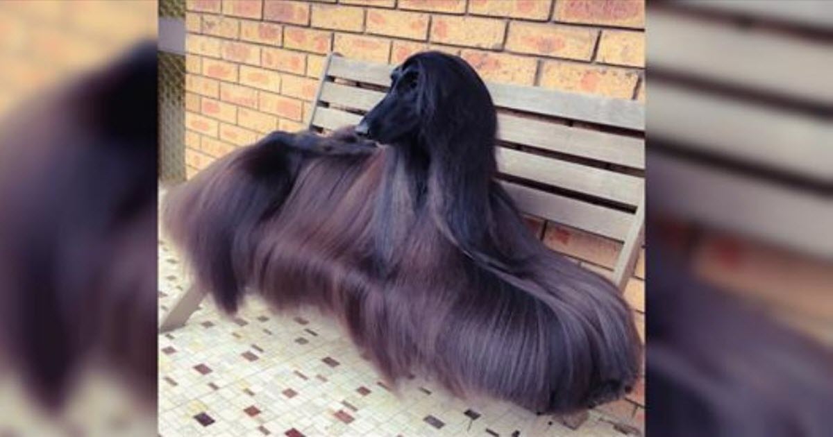 Retired Show Dog Takes The Internet By Storm Thanks To Her Long, Luscious Locks