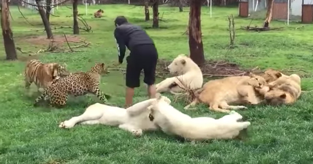 Leopard Charges At Caretaker While His Back Is Turned, But A Tiger Leaps To His Defense