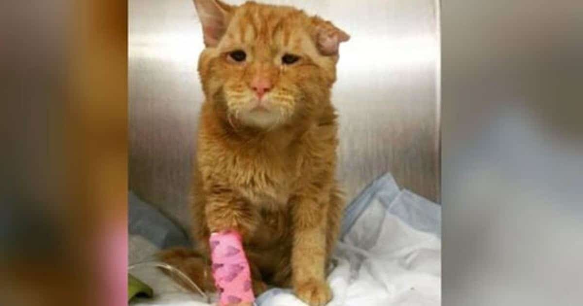 The Saddest Cat In The World Has 24 Hours To Live, Then He’s Scooped Up By An Angel