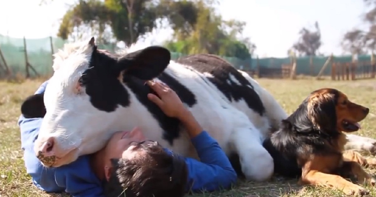 Sweet Cow Cuddles With A Man And His Dog
