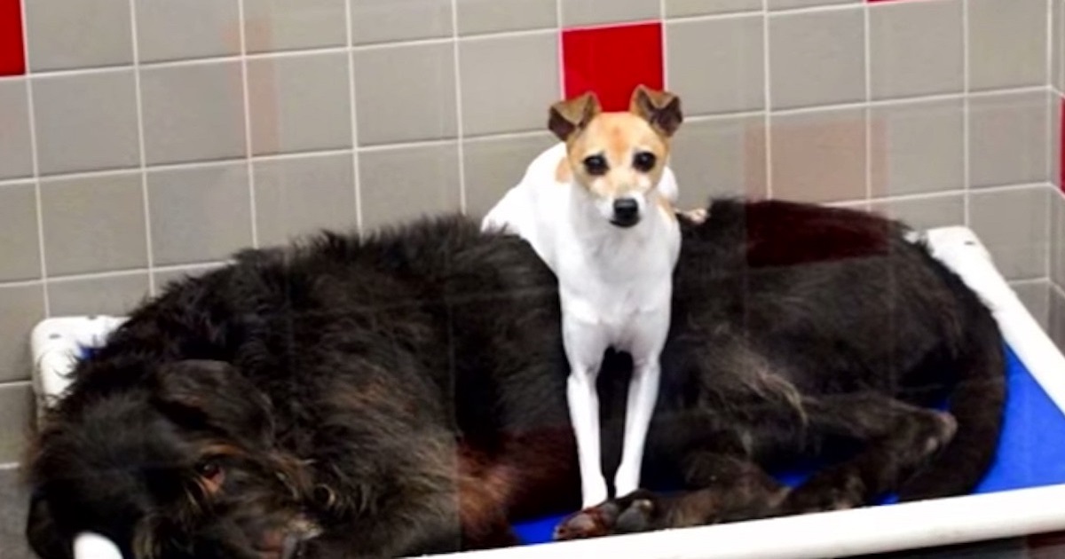 2 Dogs Refuse To Be Separated After Owner Dumps Them In Shelter, Leaving Workers Stunned