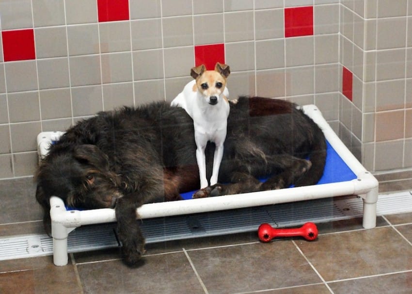 cuddling dogs adopted together