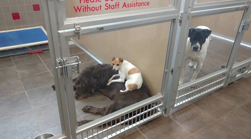 cuddling dogs adopted together