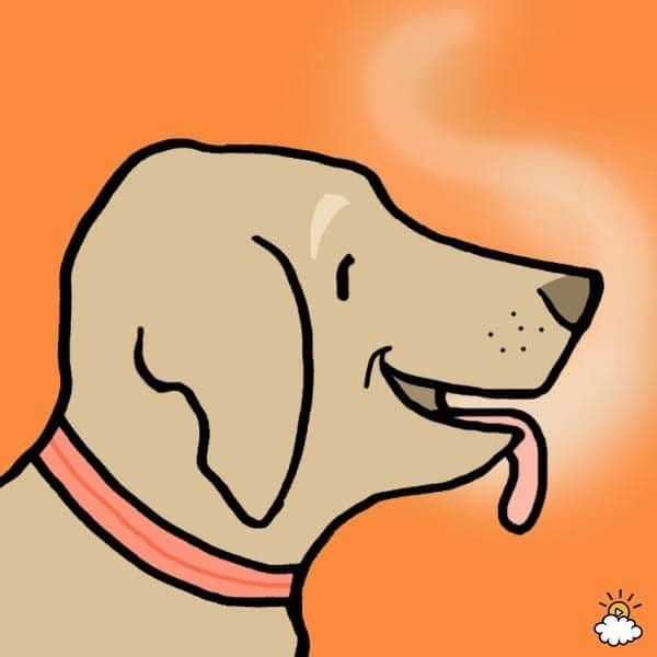 8 Reasons You Should Always Let Your Dog Kiss Your Face