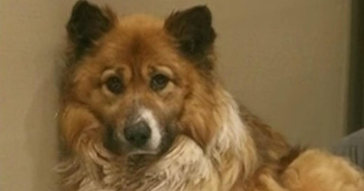 Terrified Foster Dog Found After Being Lost For 61 Days With Best Friend By His Side