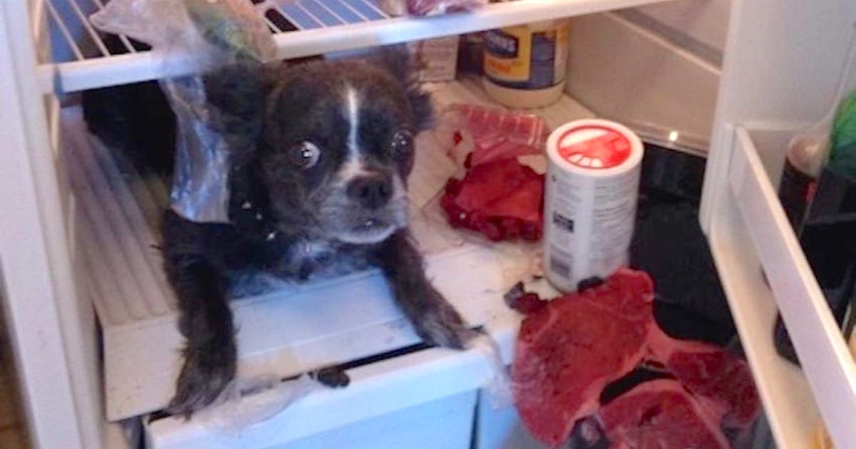 These Guilty Dogs Know Exactly What They’ve Done