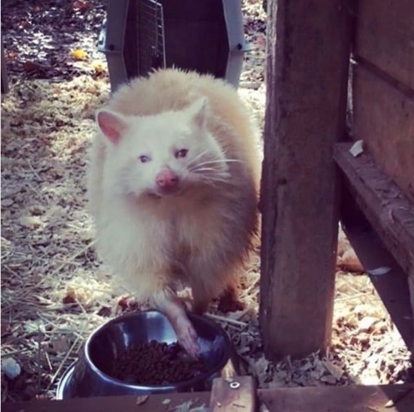 isis the albino raccoon