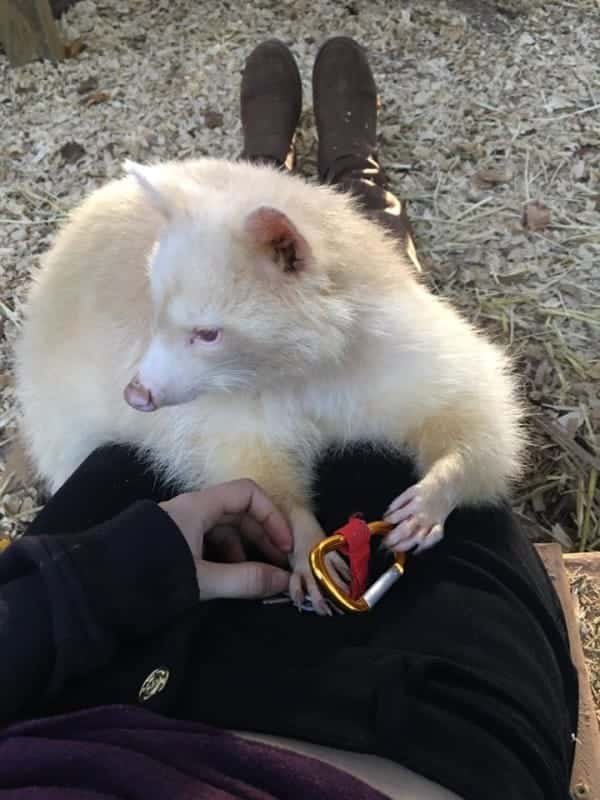 isis the albino raccoon