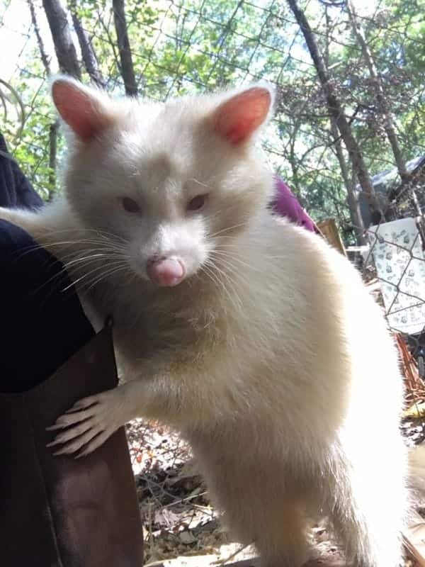 isis the albino raccoon