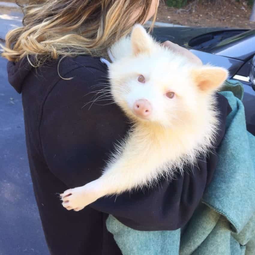 isis the albino raccoon