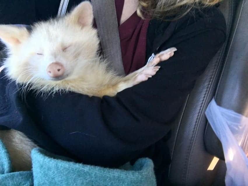 isis the albino raccoon