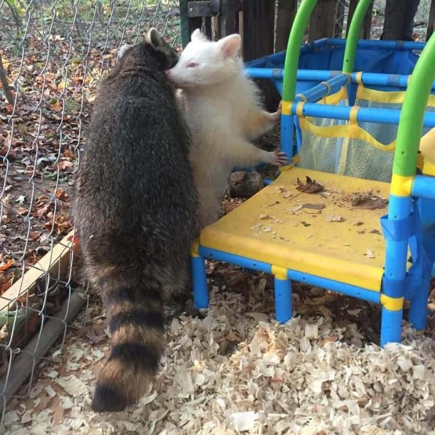 isis the albino raccoon