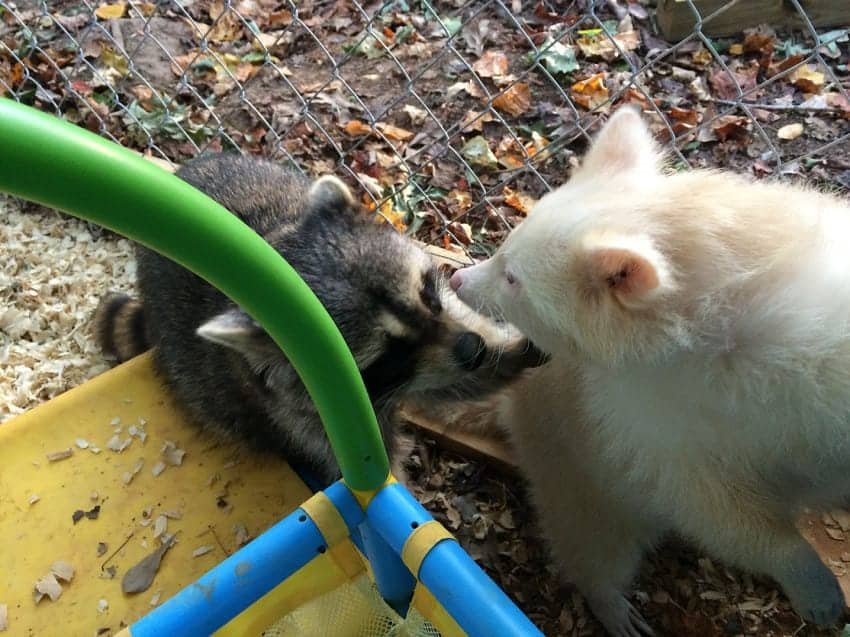 isis the albino raccoon