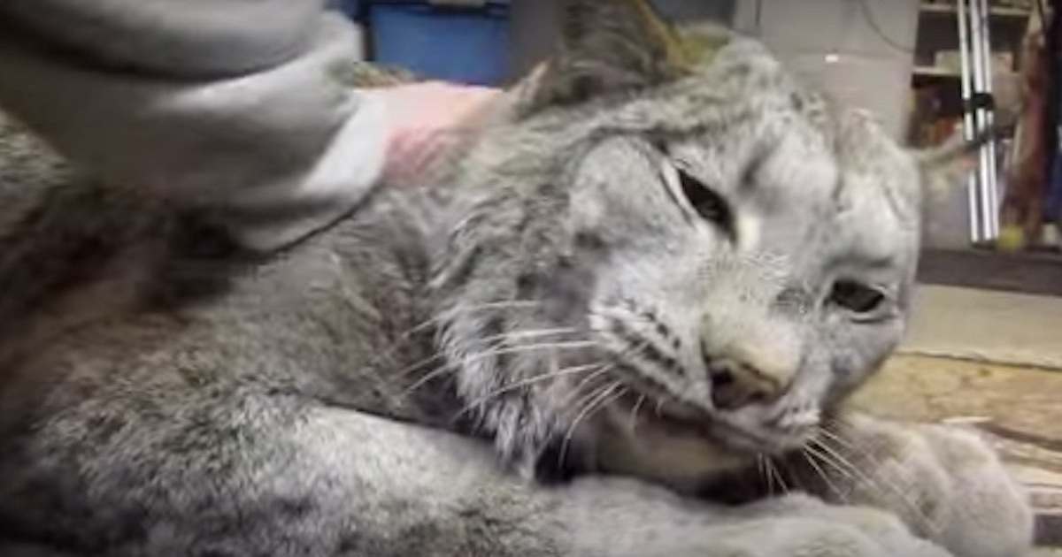 Huge Lynx Purrs Just Like A House Cat When A Human Pets His Head