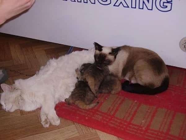 wildcat kittens in barn