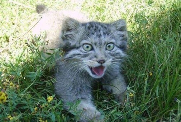 wildcat kittens in barn