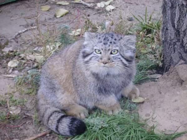 wildcat kittens in barn