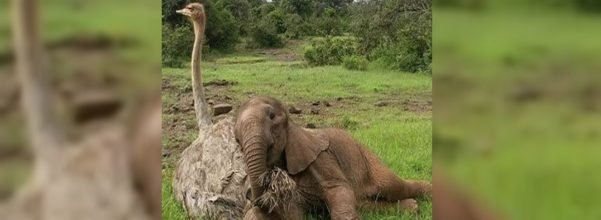 Hearts Of Pets - Celebrating The Lives And Love For All Pets