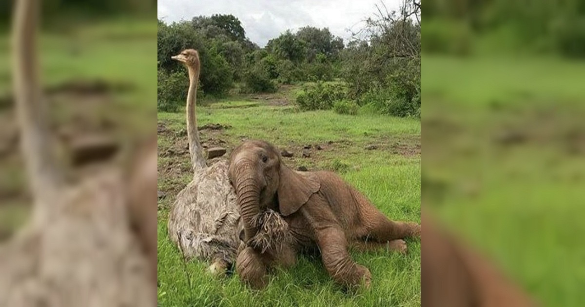 Orphaned Baby Elephant Is Comforted By Cuddles From A Rescued Ostrich