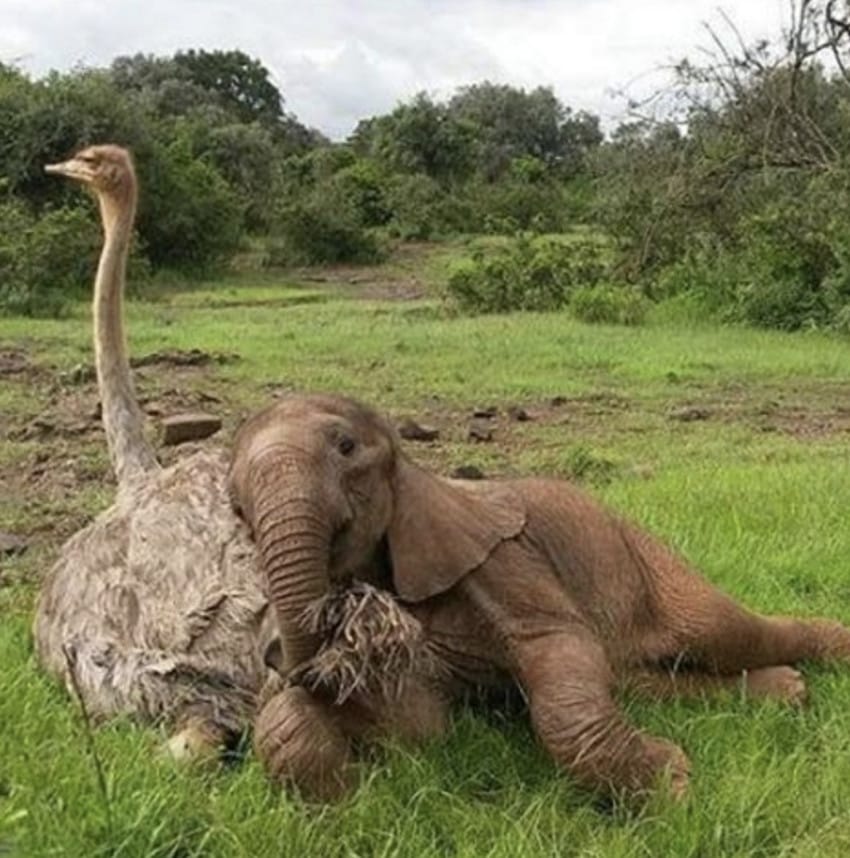 ostrich elephant cuddles