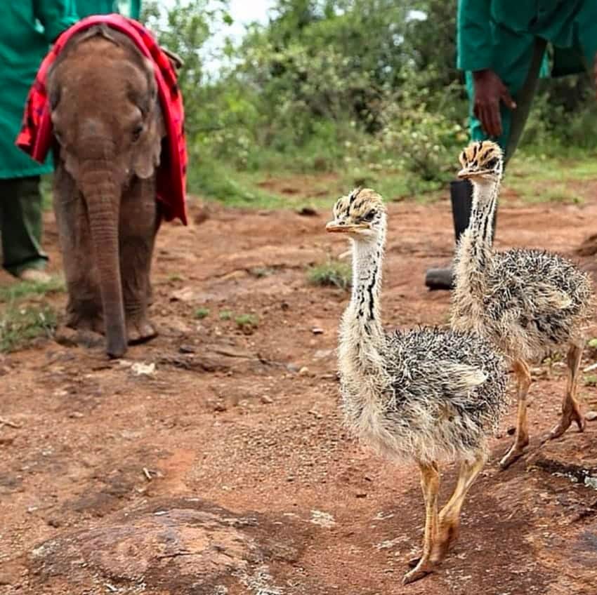 ostrich elephant cuddles