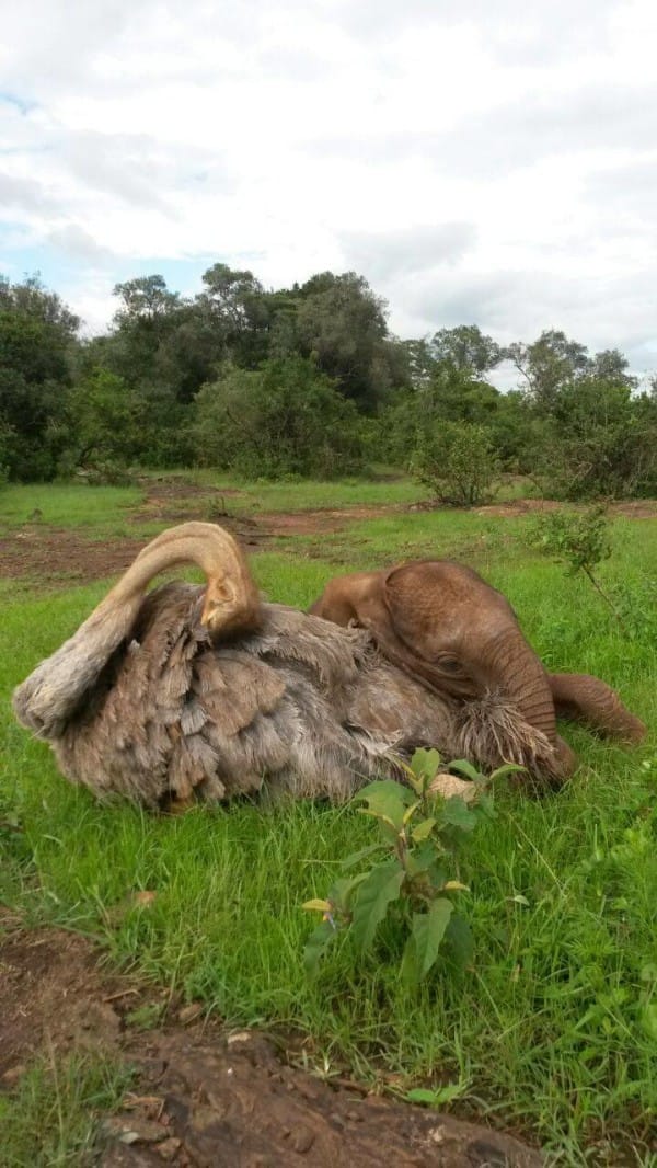 ostrich elephant cuddles