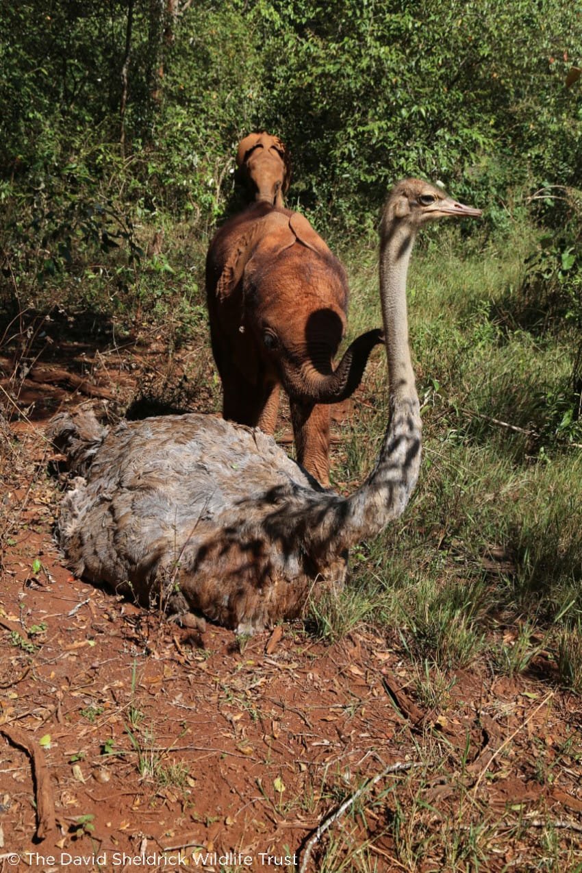 ostrich elephant cuddles