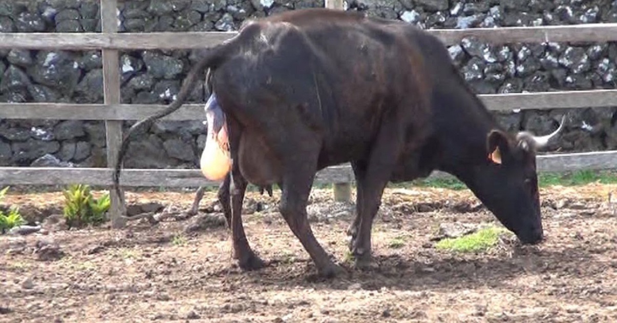 Farmer Thinks Cow Is Pregnant With One Calf But During Labor The Babies Keep Dropping To Ground