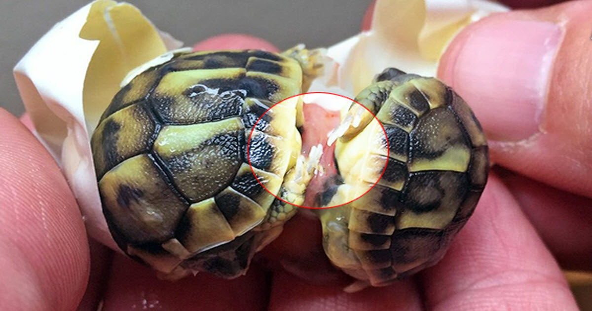 Tiniest Little Tortoises Are Cutest Twins Ever