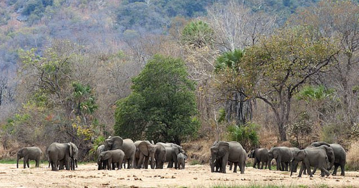 Zero Elephants Poached In A Year In Top Africa Wildlife Park