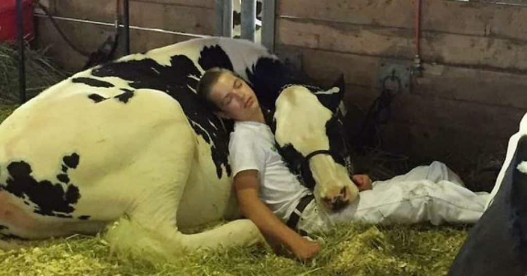 boy cow sleeping