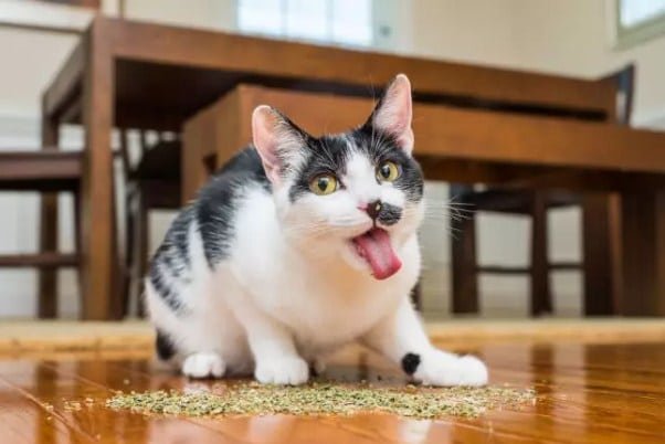 cats on catnip