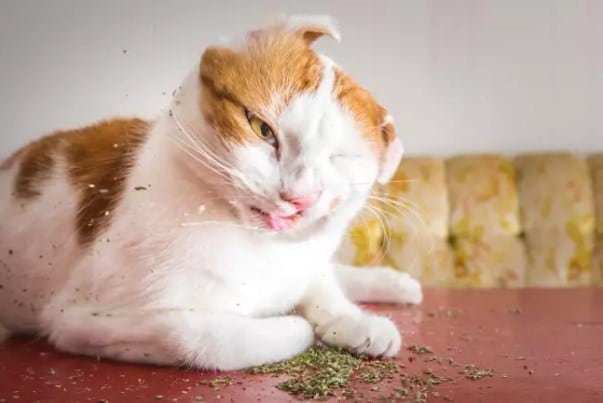 cats on catnip