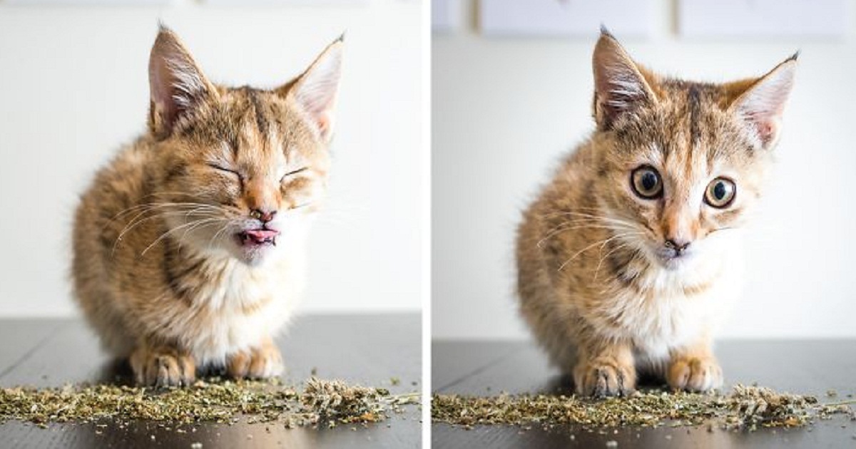 Hilarious And Cute Photos Of Cats Going Crazy For Catnip Caught On Camera