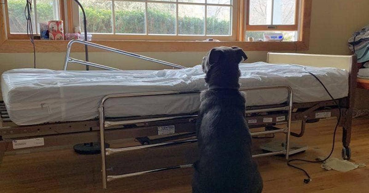 Loyal Dog Waits By His Owner’s Empty Hospital Bed, Not Realizing That The Man Is Gone Forever