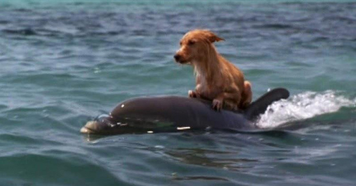 You Can’t Believe How These Dolphins Save A Dog From Drowning In Florida Canal