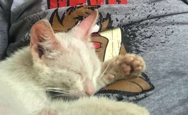 guy finds stray kitten nap