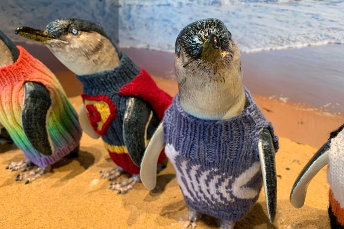 little penguins rehabilitation jumpers oil spill